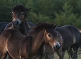 Lepší než Kazma! Video divokých koní má přes čtyři miliony zhlédnutí, překonává i většinu českých youtuberů