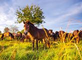 Česká krajina: Lidé darovali dva miliony na dokončení rezervace divokých koní, k záchraně chybí poslední podpis
