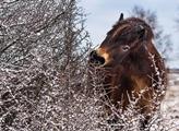 Česká krajina: Divocí koně pomáhají s adaptací krajiny na změny klimatu