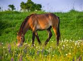 Česká krajina: Divocí koně vracejí do krajiny drobnou zvěř, která jinak z české přírody mizí