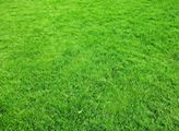 MHMP: Praha vydala metodické doporučení pro údržbu travnatých ploch v době sucha