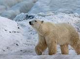 „Zastavte podvody s globálními emisemi! Arktický led se zotavuje.“ Data předložena