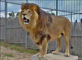 Rozsápaný muž a zastřelení lvi. Tragédie ve Zděchově má dohru. Vážné podezření kvůli zásahu policie