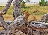 ZOO Dvůr Králové otevřela jediné lví safari ve střední Evropě