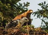 Vojenské lesy a statky podpoří projekt návratu orla skalního do české přírody