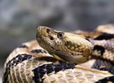 Václav Kovalčík: Snadná výroba a aplikace hadích protijedů musí být samozřejmostí