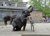 ZOO Liberec se připojí k oslavě Světového dne slonů