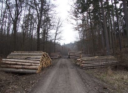 Lesnicko-dřevařský sektor aktivně řeší surovinovou politiku dřeva ČR