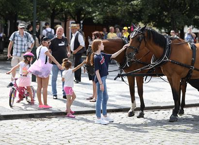 Hřibova radnice zakázala koně pro turisty. Zvířata na dlažbě trpí