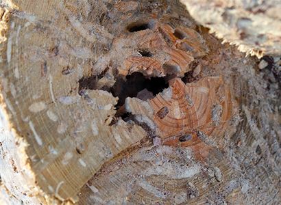 ASZ a SVOL: Pro úspěšné zvládnutí obnovy lesních porostů po kalamitě je nutná pomoc vlastníkům malolesů