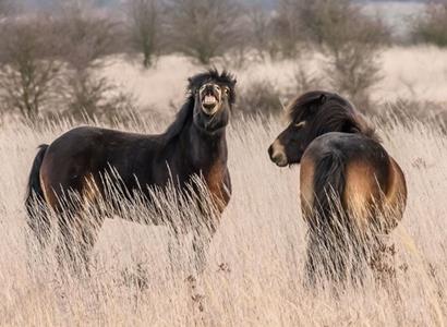 Česká krajina: Divokým koním se dnes poprvé otevřela celá rezervace Meandry Lužnice na Třeboňsku