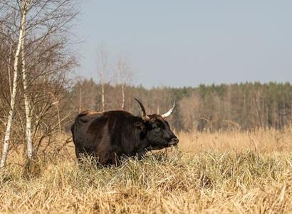Česká krajina: Rezervaci velkých kopytníků u Nýřan rozšířil Plzeňský kraj téměř na dvojnásobek