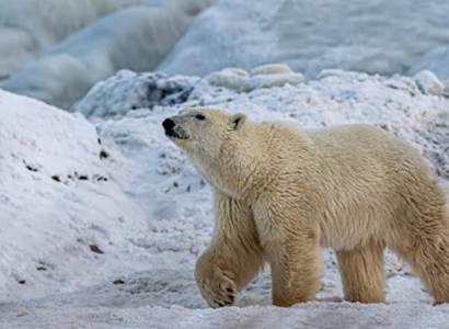 „Zastavte podvody s globálními emisemi! Arktický led se zotavuje.“ Data předložena