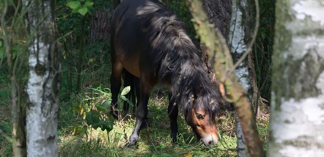 Divocí koně poprvé vstupují do (pra)lesa -  dlouho očekávaný experiment ochrany přírody právě nastal