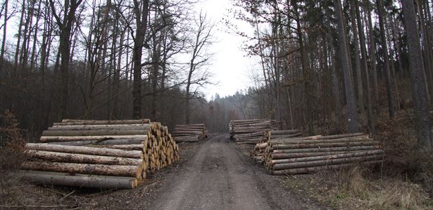 Lesnicko-dřevařský sektor aktivně řeší surovinovou politiku dřeva ČR