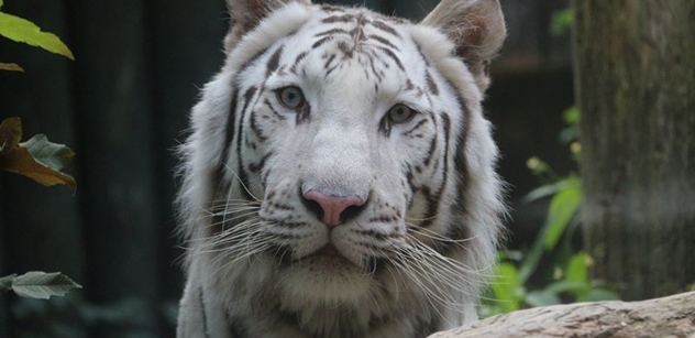 Petice za zachování chovu bílých tygrů v ZOO Liberec