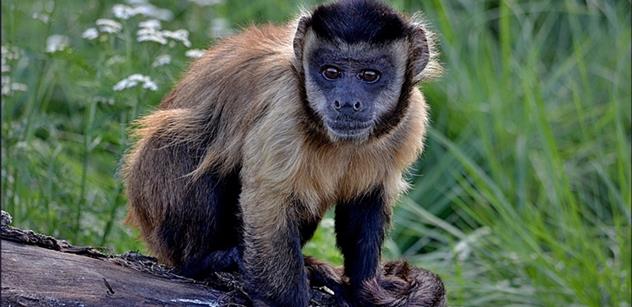 Opice ze ZOO Tábor piškotovou aféru neřeší