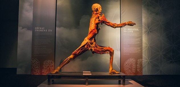 Prozkoumejte lidské tělo na výstavě Body The Exhibition, vezměte i děti. Zajímavosti vám prozradí medici