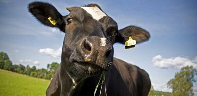 Bučící dodávky „Mléko z farmy“ již tři roky rozváží čerstvé mléčné výrobky