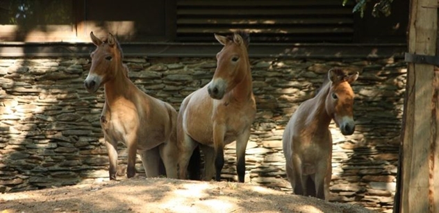Do liberecké zoo přicestovaly tři nové klisny koně Převalského