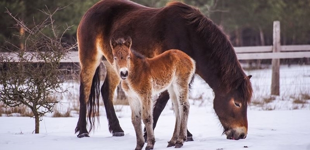 Česká krajina: První letošní hříbata divokých koní přišla na svět na sněhu