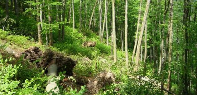 Úřady: Vojenské lesy si budou moci nechat lesy u Vrbětic zdarma