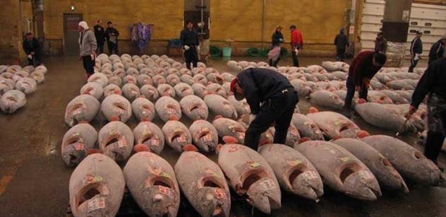Tuňák se prodal v dražbě za rekordních 15 milionů. Kde? V Japonsku