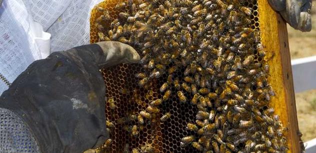 Začínající včelaře podpoří Pardubický kraj 600 tisíci korunami