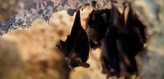V Podyjí přibývá kriticky ohrožených netopýrů. Líbí se jim ve škole i v opuštěném sklepě
