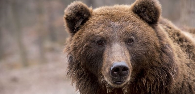 Petice za povolení regulace medvědů a rychlé řešení kusů, které napadají stáda a ohrožují člověka