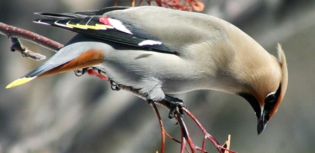 Česká krajina: Ptáci ve městech strádají kvůli sázení exotických dřevin v parcích