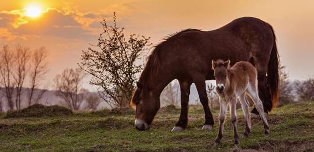 Česká krajina: Koronaviru navzdory Češi zachraňují rezervaci divokých koní