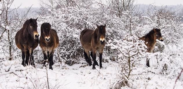 Na pastvinách v Milovicích se o víkendu narodilo druhé letošní hříbě divokých koní