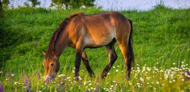 Česká krajina: Divocí koně se pasou mezi kopretinami a šalvějemi, kvetoucí plochy jsou letos zas o něco větší
