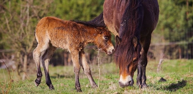 Sledovanost divokých koní raketově roste, mají už přes dva miliony zhlédnutí