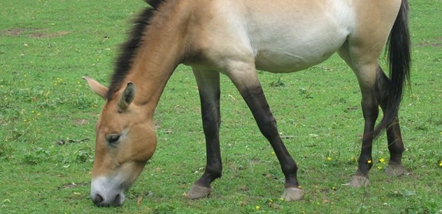 Kůň Převalského není jako mustang. I přes nejnovější objev vědců