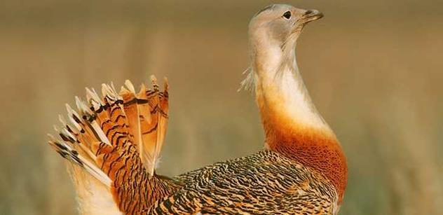 Na Znojemsku byl spatřen nejtěžší evropský pták, který tu před 20 lety vymizel