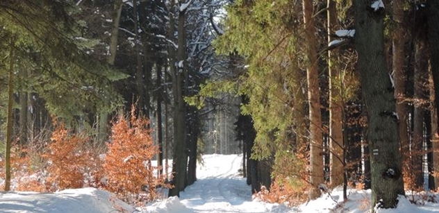 Lesy Praha: Chcete si sami dojít pro stromeček? Zkuste čimickou hájovnu
