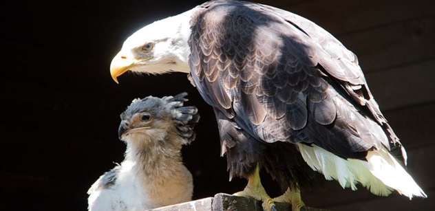 Adoptivní orlí rodiče ze ZOO Liberec se starají o mládě hadilova písaře