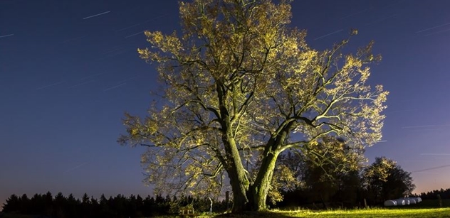 Podpořte Lípu na Lipce v soutěži Evropský strom roku