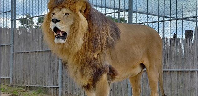 Halloween v Zoo Tábor: strašidelné dýně pro lvy, pumy, malpy i nosály