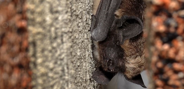 Lesy ČR: V neprozkoumaných Brdech se hledají vzácní netopýři
