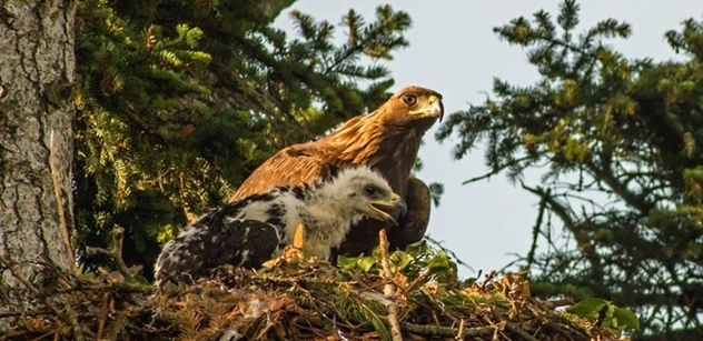 Vojenské lesy a statky podpoří projekt návratu orla skalního do české přírody