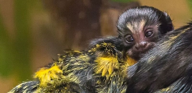 ZOO Brno: Pár exotických opiček má dvojčata