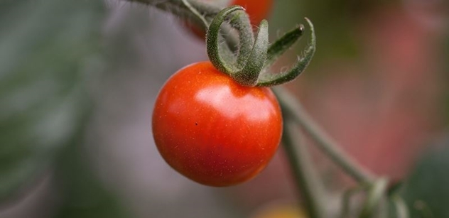 Kdo pěstuje, vyhraje: Květák o 100 %, paprika za 80, rajčata za 60. Zelenina podraží, nepřijeli černoši