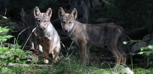 Hnutí Duha: Vlci se vrací do Beskyd, letos přivedli na svět potomky